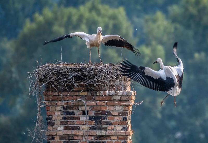 Professional Chimney Animal Removal Services in Boylston, Massachusetts