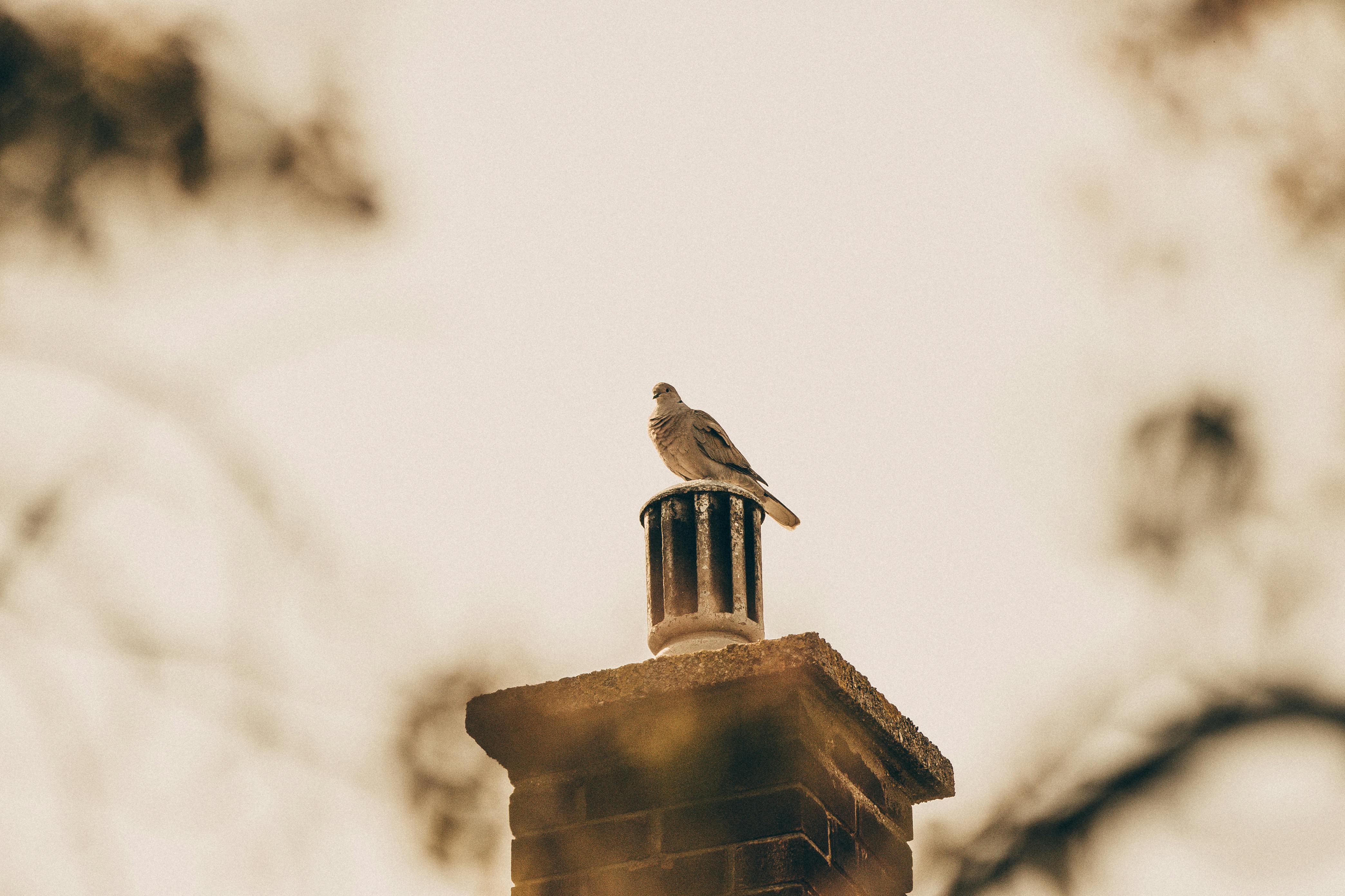 Expert Chimney Cap Installation in Boylston, Massachusetts